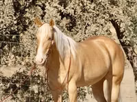 Hengst, Quarter Horse — Foto 6