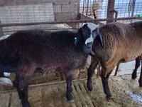 Carnero, Blackheaded Persian sheep — foto 4