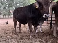 Toro, Raza carpatiana marrón — foto 1