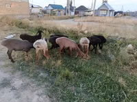 मेढ़ा, भेड़ — फ़ोटो 5