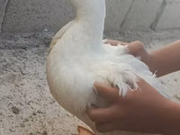 Hausente — Foto 2