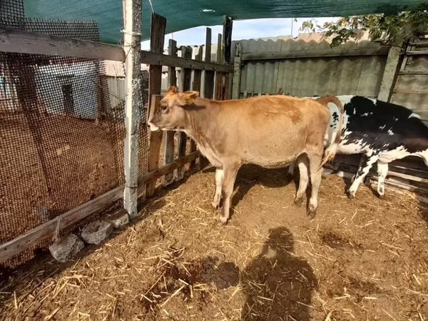 母牛, Swiss cattle