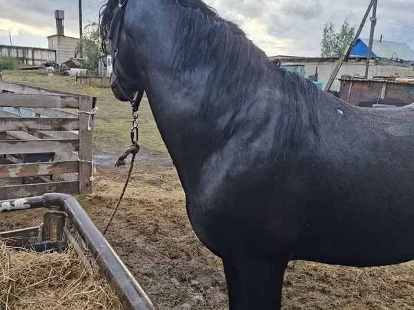 公马, Horses — 哈萨克斯坦