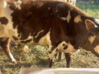 Toro, Simmental cattle — foto 1