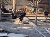 Chickens — Foto 3