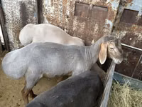 Qoʻchqor, Arashan sheep — 6-rasm