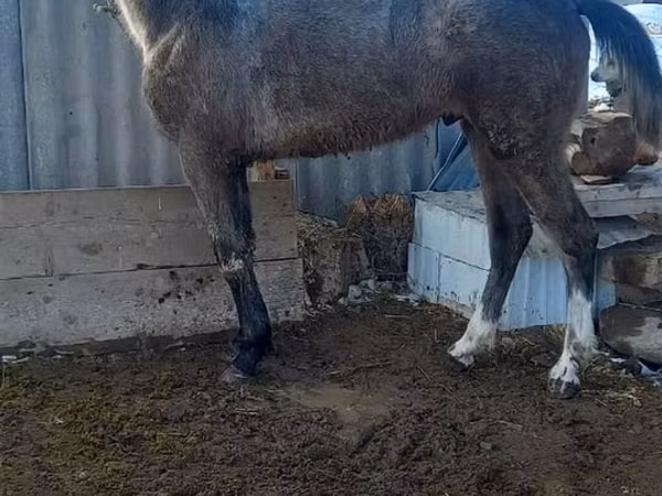 Hengst, Thoroughbred horse — Kirgisistan