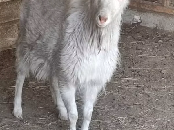 Ziegenbock, Saanen goat — Kasachstan