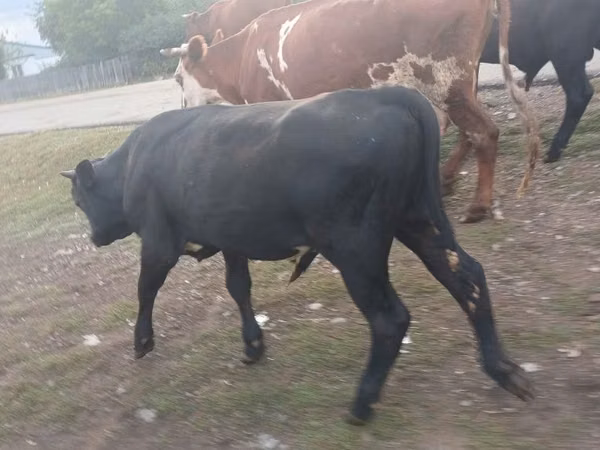 公牛, Aberdeen-Angus — 哈萨克斯坦