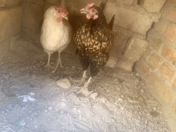 Chickens — Kirgisistan