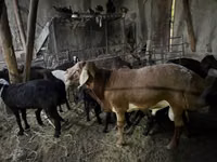 Ram, Sheep — photo 3