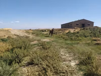حصان, الخيول — الصورة 2
