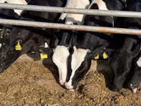 Kuh, Russian Black pied cattle — Foto 8