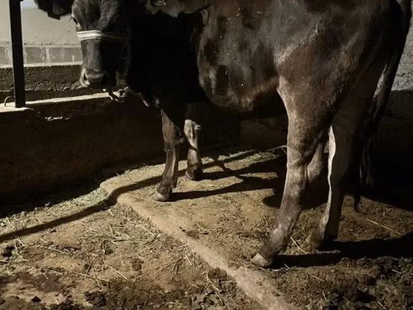 公牛, Swiss cattle — 吉尔吉斯斯坦