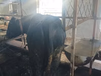 Rinder (Partie, Geschlecht nicht angegeben), Aberdeen-Angus — Foto 4