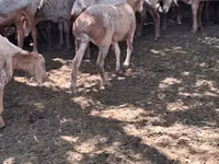 भेड़, भेड़ — फ़ोटो 4