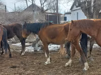 Бие, Kazakh horse — 6-сурет