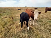 गाय, Simmental cattle — फ़ोटो 2