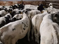 أبقار (دفعة، الجنس غير محدد), Simmental cattle — الصورة 2
