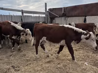 Toro, Vaca kazaja de cabeza blanca — foto 2