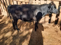 Toro, Ganado vacuno — foto 2
