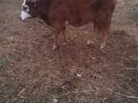 Kuh, Simmental cattle — Foto 2