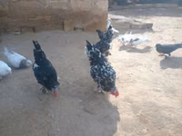 Japanese Bantam — photo 8