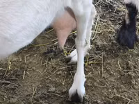Ziege, Saanen goat — Foto 2