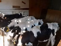 Bulle, Russian Black pied cattle — Foto 3