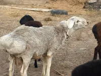 Ram, Sheep — photo 3