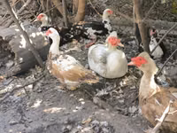Hausente — Foto 1