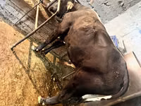 Bull, Swiss cattle — photo 1