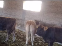 Kuh, Swiss cattle — Foto 1