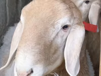 Ram, Arashan sheep — photo 8