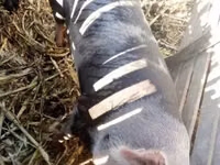 Sow, Pigs — photo 2