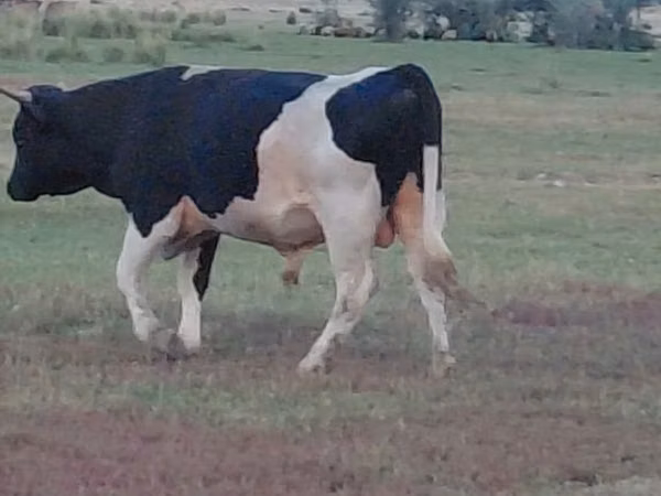 सांड, Simmental cattle