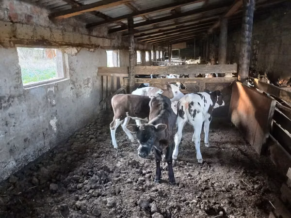 母牛, Cattle