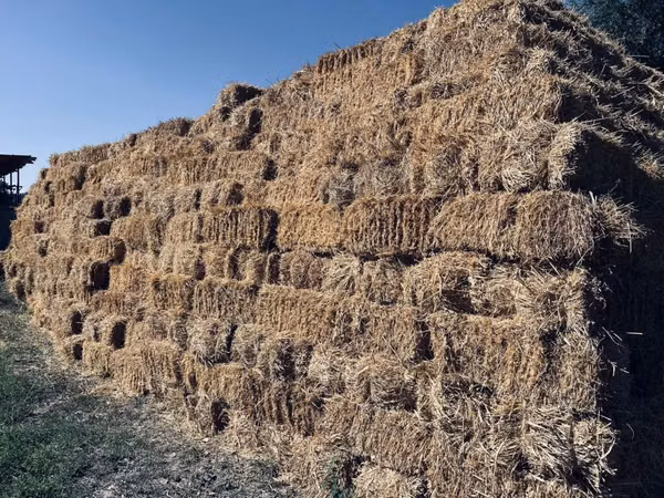 Арпа саман камыш аралаш 1400 тук бар