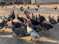 Turkeys — Foto 3