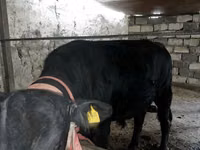 Rinder (Partie, Geschlecht nicht angegeben), Aberdeen-Angus — Foto 4