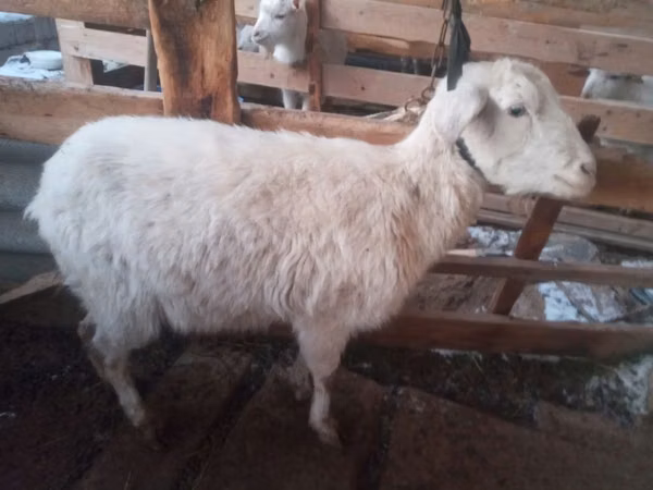母山羊, Goats — 乌兹别克斯坦
