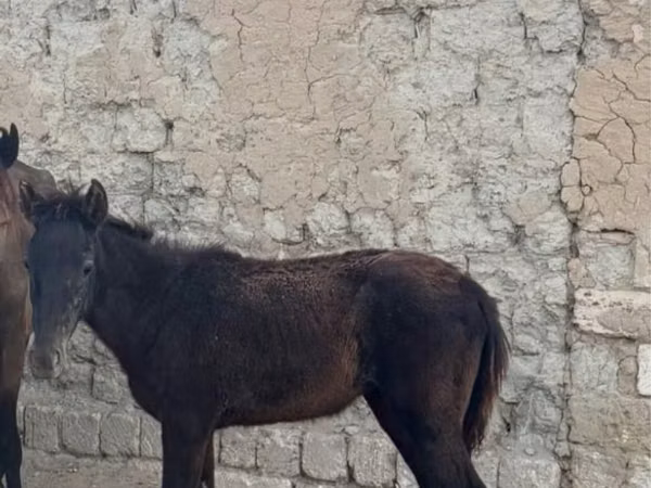فرس, الخيول