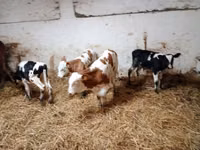 Bovinos (lote, sexo no especificado), Simmental cattle — foto 5