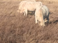 ثور, Swiss cattle — الصورة 3