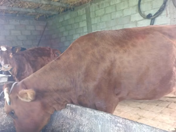 母牛, Cattle