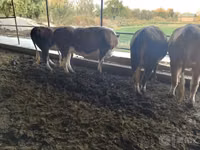 Sigir, Simmental cattle — 3-rasm