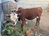गाय, Simmental cattle — फ़ोटो 3