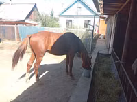 Hengst, Thoroughbred horse — Foto 1