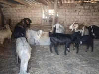 Cabra, Saanen goat — foto 4