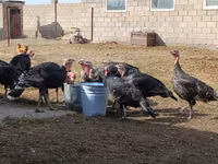 Turkeys — Foto 1